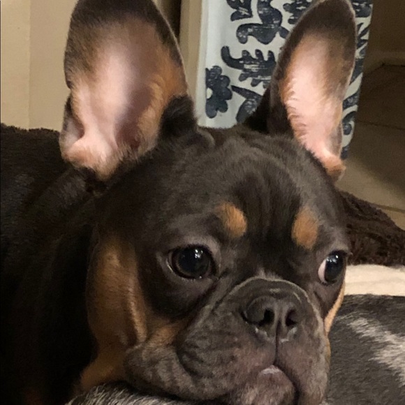 Meet your Posher, Lauren - Picture 2 of 10